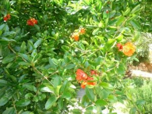 gardenmalle 005.jpg