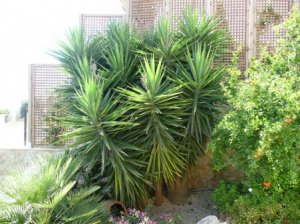 gardenmalle 012.jpg