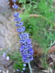 lavender hint of blue.jpg