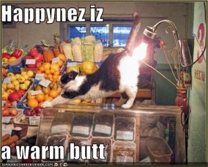 funny-pictures-cat-groceries-lightbulb-butt1.jpg