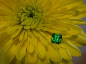 tsavvyonyellowflower1.jpg