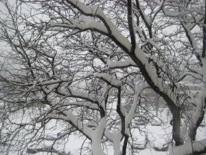 IMG_8126.JPG