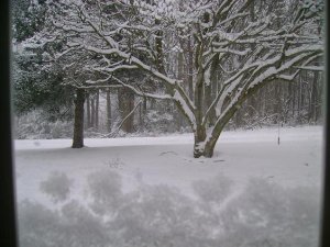 mcpsnowtree3.JPG