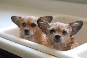 We hate baths.jpg