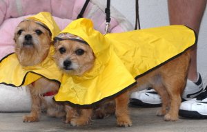 WalkingInTheRain.jpg