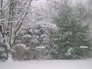 mcpsnowtree2.JPG