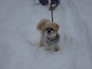 snowpuppy.jpg