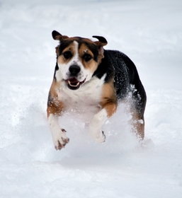 Dogs in Snow Lucy Running Air.JPG