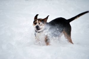 Dogs in Snow Lucy Running.JPG