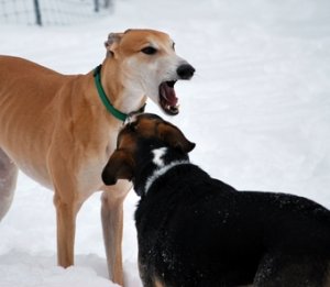 Dogs in Snow Jasper Yawn.JPG