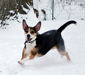 Dogs in Snow Lucy ears up.JPG