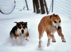 airborne doggies.jpg