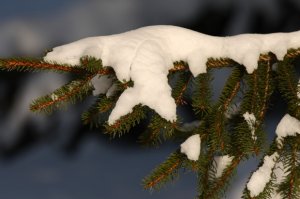 snow_2.JPG