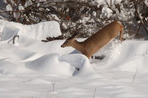 snow_5.JPG