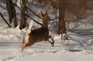 snow_8a.jpg