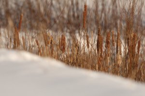 snow_9.JPG