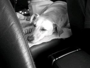 sleepyaugsincar122009.JPG