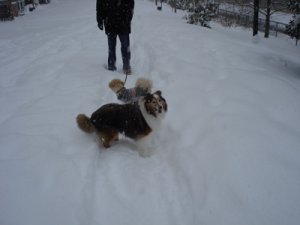 snowpups.jpg