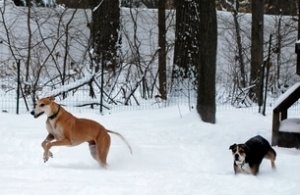 Dogs in Snow bunny hop.JPG