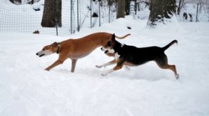 Dogs in Snow Jasper and Lucy Running.JPG