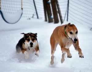 Dogs in Snow.airborne.JPG