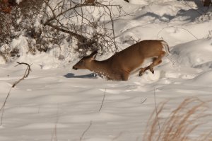 snow_6.JPG