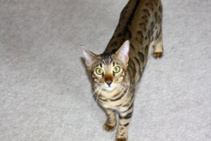 BEGKittenActionPics03.jpg