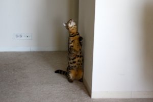 BEGKittenActionPics04.jpg