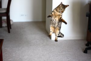 BEGKittenActionPics07.jpg