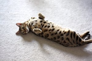 BEGKittenActionPics10.jpg