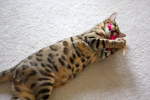 BEGKittenActionPics11.jpg
