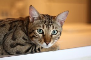 BEGKittenActionPics02.jpg