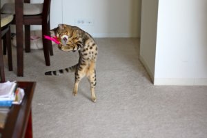 BEGKittenActionPics05.jpg