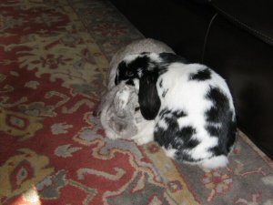 otto and hannah living room3.jpg