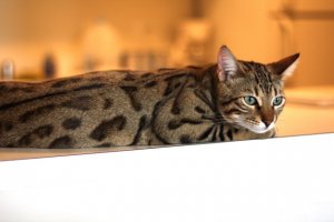 BEGKittenActionPics01.jpg