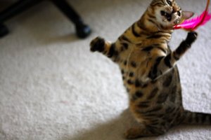 BEGKittenActionPics12.jpg