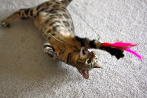 BEGKittenActionPics13.jpg