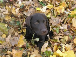 muddypuppy1.jpg
