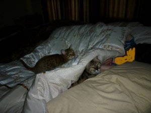 sleepycats1.jpg