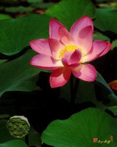 lotus blossom  pl.JPG