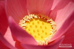 lotus blossom.jpg