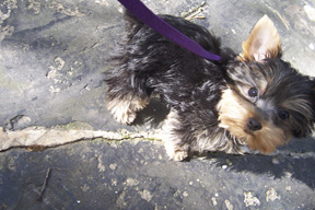 babypeebles11.jpg
