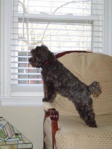 crazy guard dog.jpg