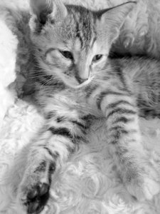avaandleo8weeks 018.JPG