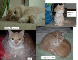 karamaris.kitties.JPG