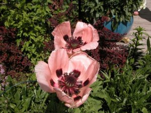Pats oriental poppy.jpg