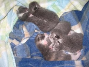 kittens0012.jpg