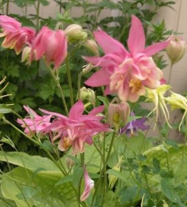 pink aquelegia hybrid.jpg