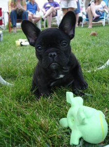 ps frenchie 1.JPG