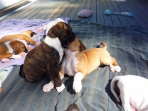 Brindle0001.jpg